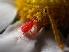 Balaustium