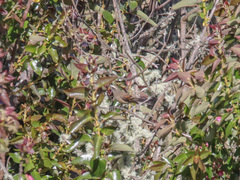 Ochthoeca fumicolor