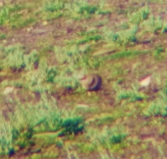 Pterocles orientalis