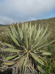 Espeletia