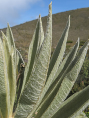 Espeletia