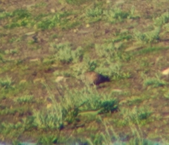 Pterocles orientalis