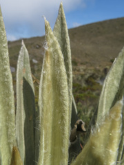 Espeletia