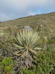 Espeletia
