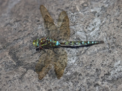 Rhionaeschna marchali