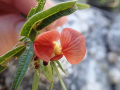 Macroptilium gibbosifolium