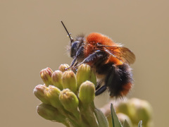 Bombus rubicundus