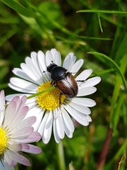 Colobopterus erraticus