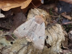 Conistra erythrocephala