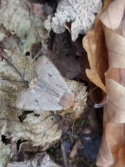 Conistra erythrocephala