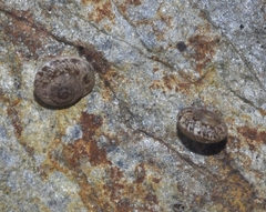 Microxeromagna lowei