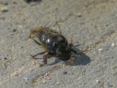 Onthophagini