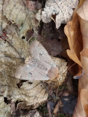 Conistra erythrocephala