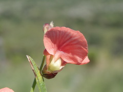 Macroptilium gibbosifolium