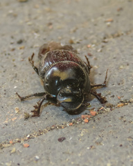 Onthophagini