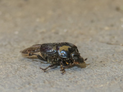 Onthophagini