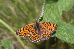 Melitaea phoebe