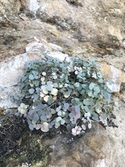 Sarcocapnos enneaphylla