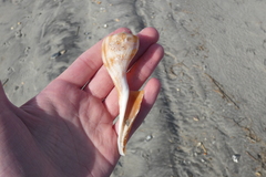 Fulguropsis pyruloides