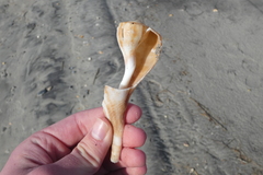 Fulguropsis pyruloides