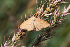 Scopula ochraceata