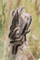 Malacosoma castrense