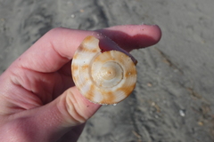 Fulguropsis pyruloides