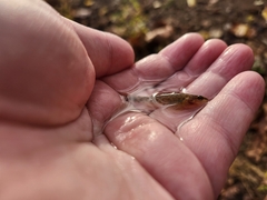Etheostoma flabellare