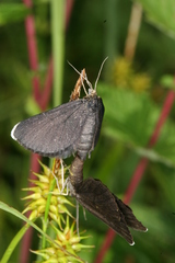 Odezia atrata