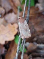 Conistra erythrocephala