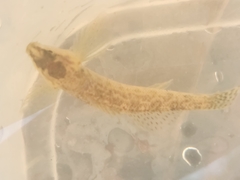 Etheostoma flabellare