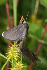 Odezia atrata