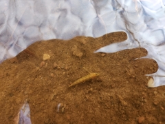 Etheostoma flabellare