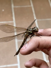 Rhionaeschna psilus