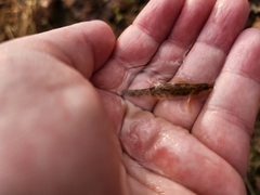 Etheostoma flabellare