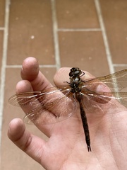 Rhionaeschna psilus