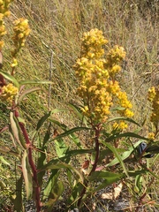 Solidago spectabilis