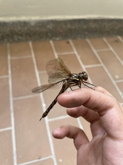 Rhionaeschna psilus