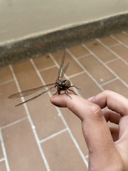 Rhionaeschna psilus
