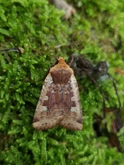 Conistra erythrocephala