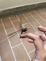 Rhionaeschna psilus