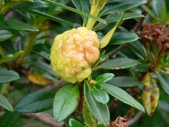 Exobasidium rhododendri