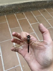 Rhionaeschna psilus