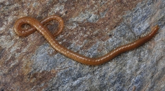 Dignathodon microcephalus