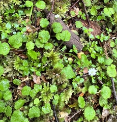 Lagenophora strangulata