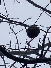 Callirhytis quercuspunctata