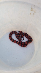 Lampropeltis abnorma