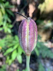 Lilium maritimum