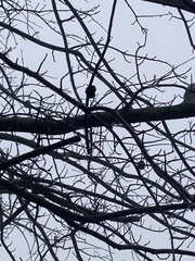 Callirhytis quercuspunctata