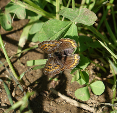 Lycaena helle
